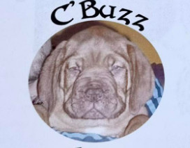 C'buzz Des Forces Du Mistral